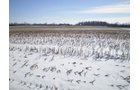Property photo 14 - 76 Acres Offered in 4 Tracts